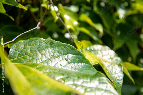 Foto Plante verte après une averse