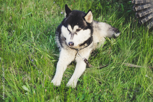 Husky dog       in the grass. View on the Carpathian Mountains.