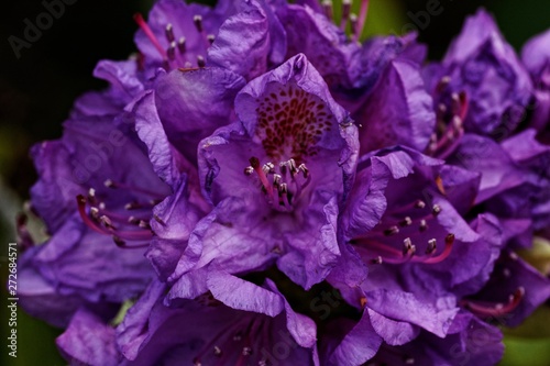 Nahaufnahme einer violetten Blüte