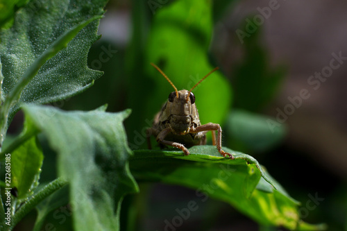 grasshopper eating fresh green leaves