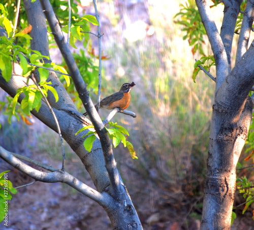 Robin bird on a branch