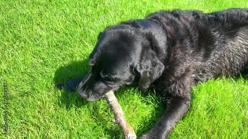 Old labrador chewing and playing with a stick in the grass photo