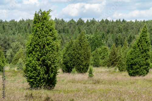 Vereinzeöte Bäume in der Lüneburger Heide