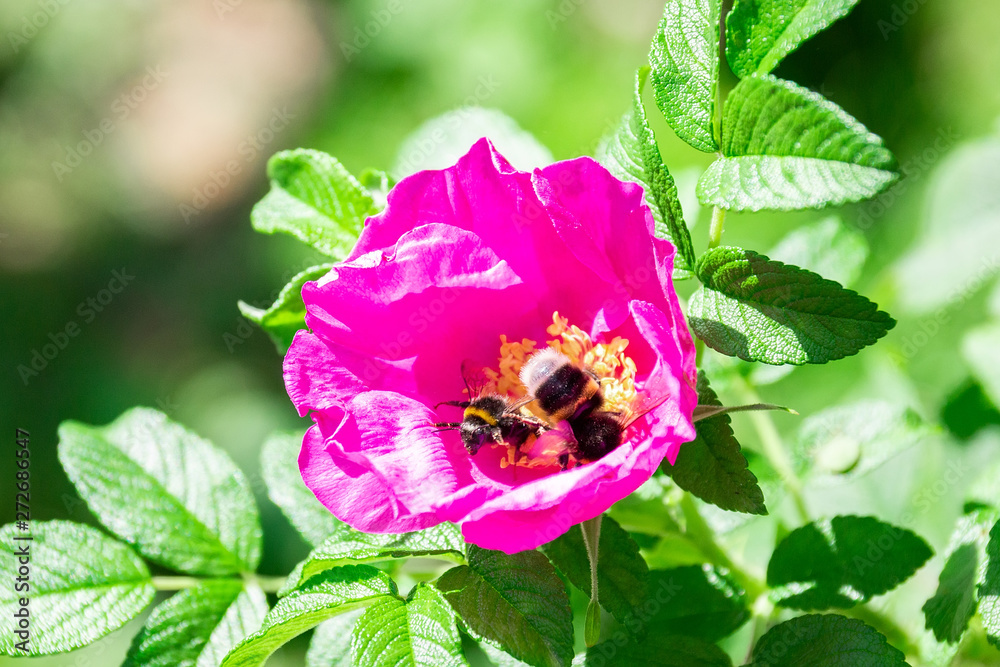 bumblebee flower of wild rose bumblebee flower of wild rose