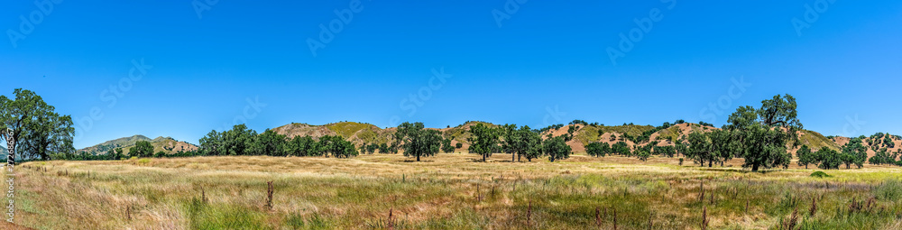Panoramic Landscape of Oak Trees and Coastal Range