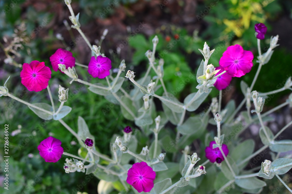 Fototapeta premium purple flowers in the garden
