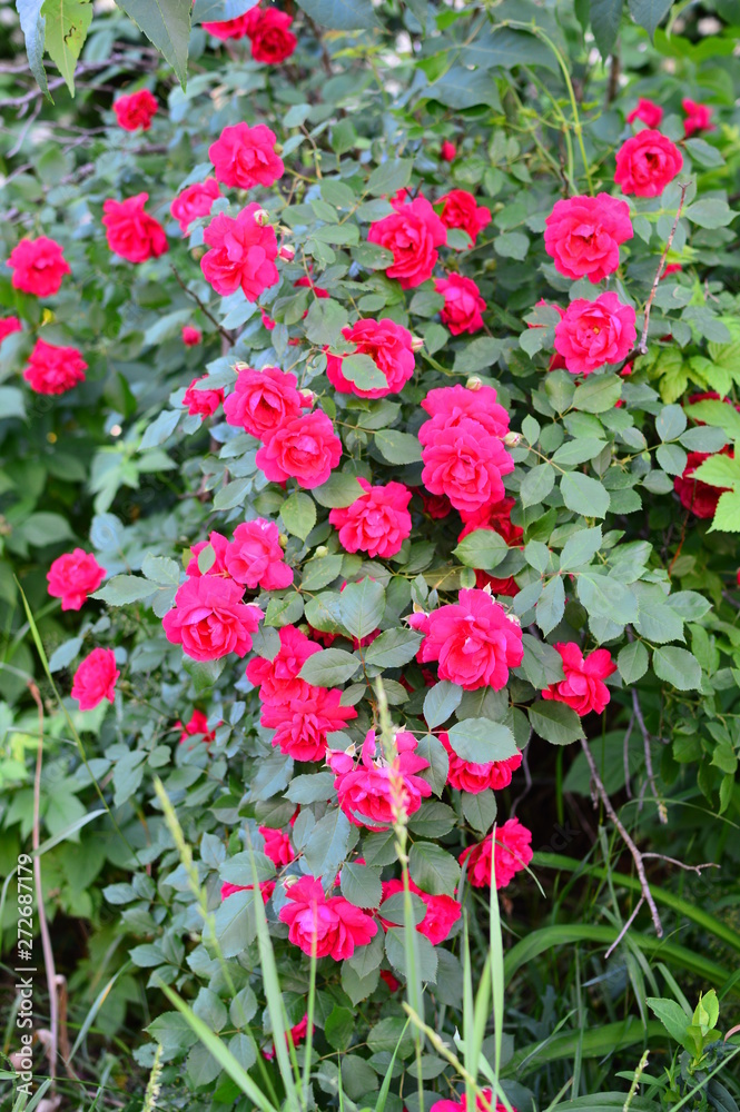 seamless background with roses