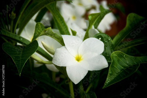 Close up of beautiful white and yellow frangipani plumeria flower on tree with pointed leaves, this scented flower is used in Hawaiian leis.