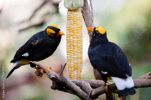 Fényképezés Yellow faced myna eating corn cob at aviary