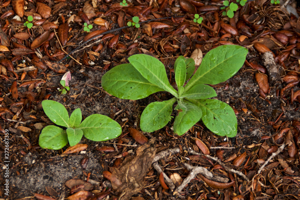 Two young Nicotiana rustica plants growing wild, also known as Hopi Tobacco used as medicine and also hallucinatory shamanic journeys. Two young Nicotiana rustica plants growing wild, also known as Hopi Tobacco used as medicine and also hallucinatory shamanic journeys.
