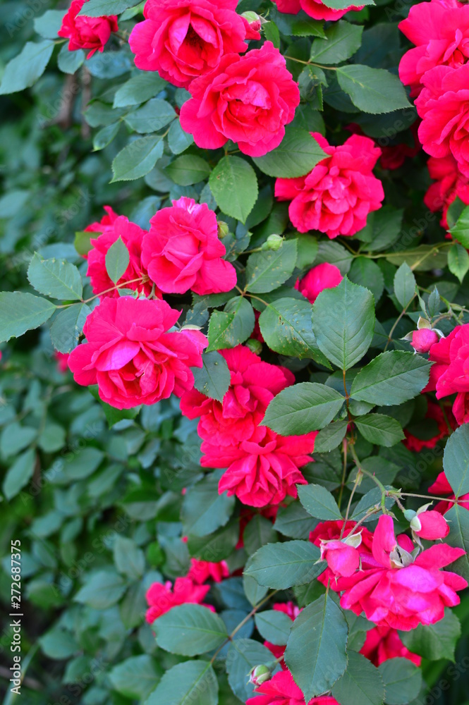 seamless background with roses seamless background with roses