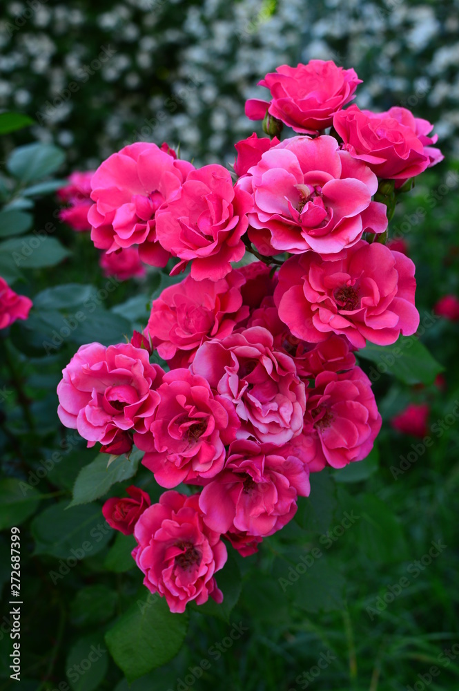 seamless background with roses seamless background with roses
