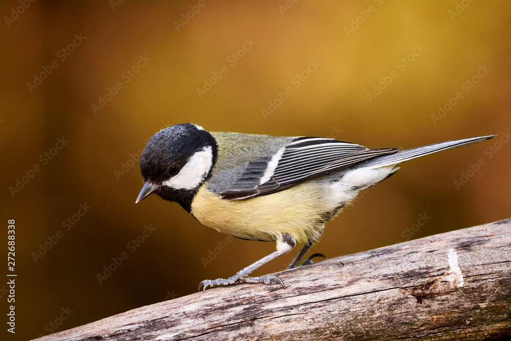 Obraz premium close-up of an isolated great tit bird perching on a branch in nature - parus major / Germany 2019