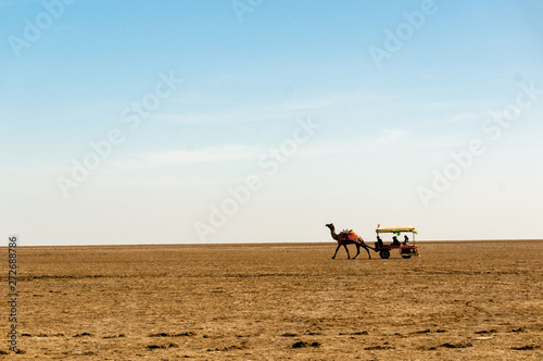 Fotografie Camel cart on the wide expanse of Rann of Kutchh gujarat india