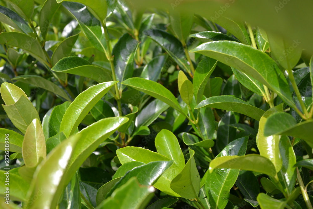 Fototapeta premium green plant in the garden