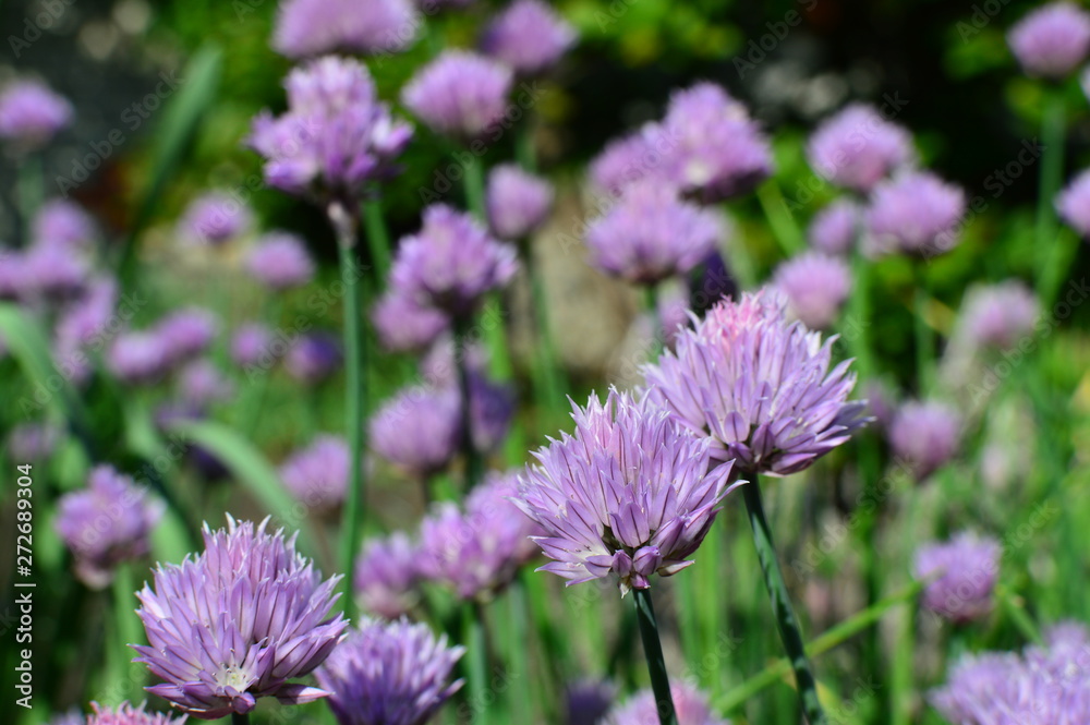 flowers in the garden flowers in the garden