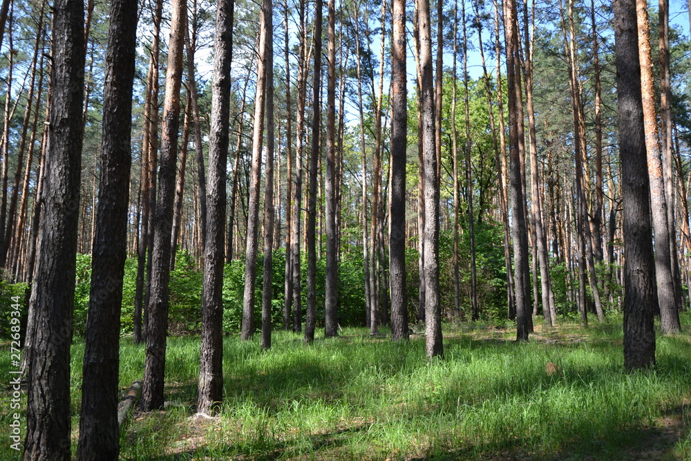 trees in the forest trees in the forest