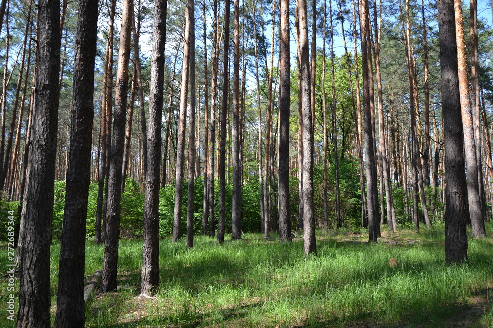 trees in the forest