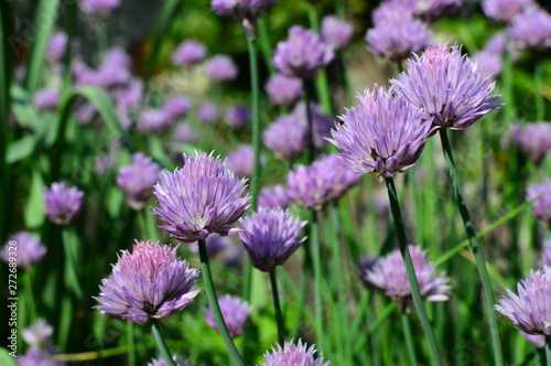 flowers in the garden