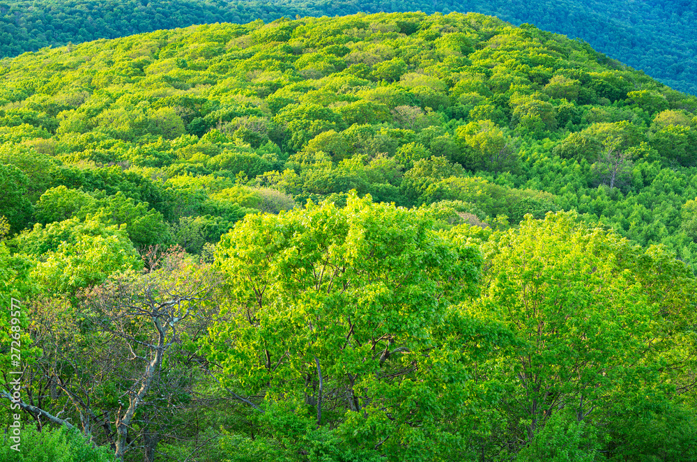 Obraz premium Lush green foliage of a mountain range in the Shenandoah National Park Virginia USA