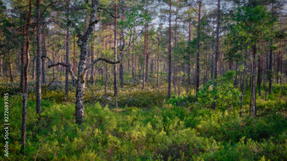 Fototapeta premium panorama of green forest with pine trees and flowers in the background