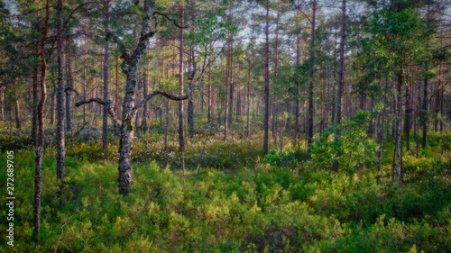 panorama of green forest with pine trees and flowers in the background