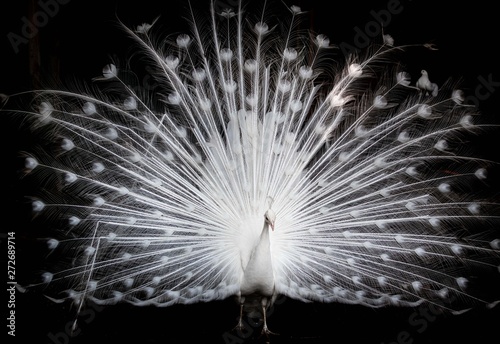 Rare White Peacock on Dark Background