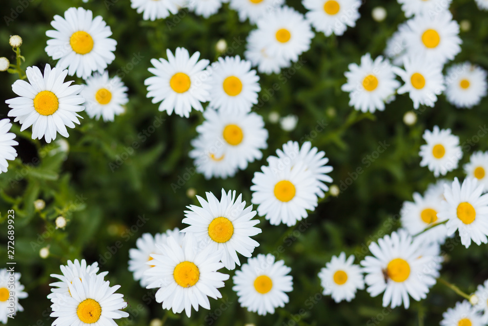 Fototapeta premium Summer meadow with white daisies.