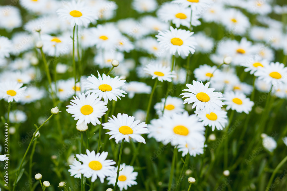 Obraz premium Summer meadow with white daisies.