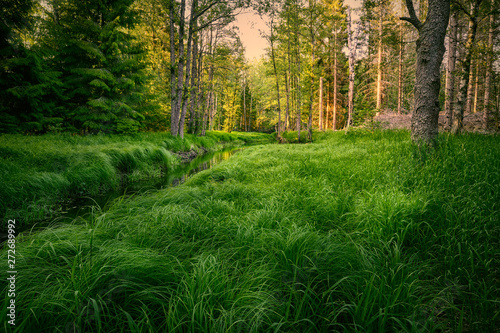 A stream leads through the forest with high grass in the foreground and sun in the background