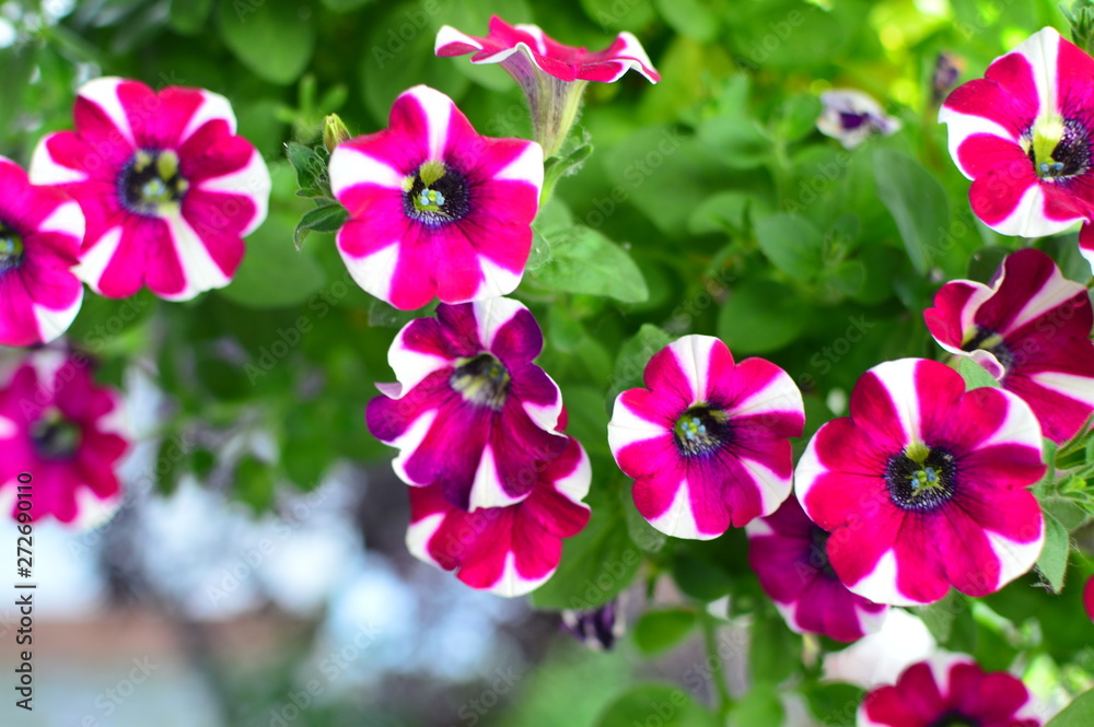 flowers in the garden flowers in the garden