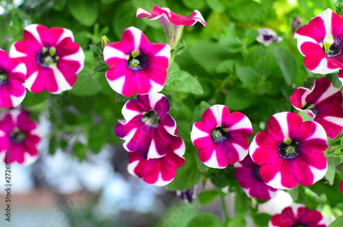 flowers in the garden