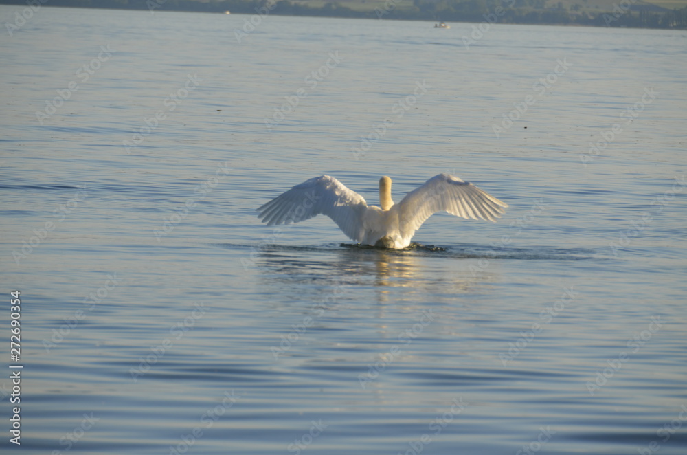 Fototapeta premium startender Schwan
