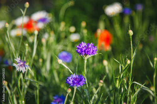 Summer meadow with cornflowers and poppies.