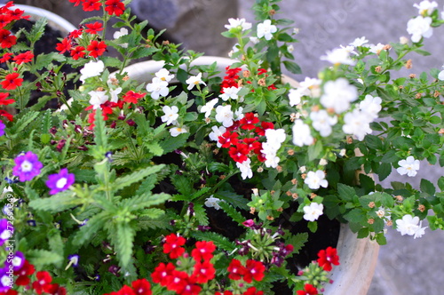 Fototapeta Naklejka Na Ścianę i Meble -  red flowers in the garden