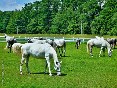 Czech Republic-Horses on pasture in stud farm Kladruby © bikemp