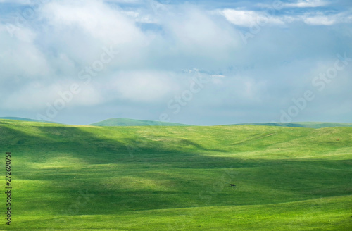 beautiful summer landscape, green hills with lonely horse grazing