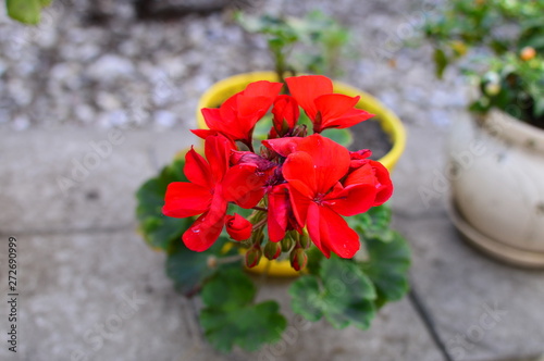 red flowers in the garden