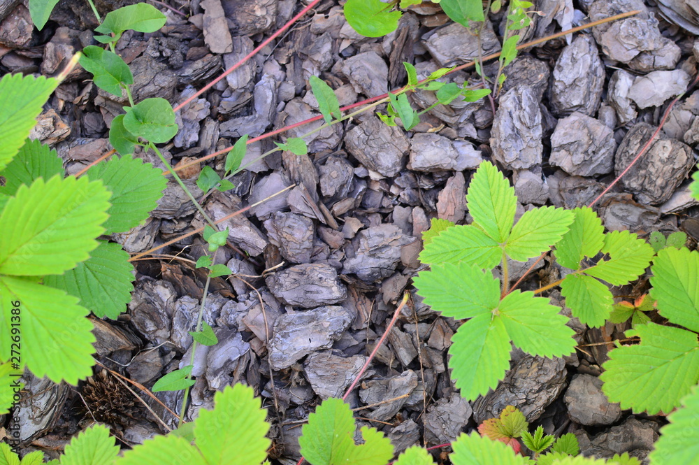 green leaves background