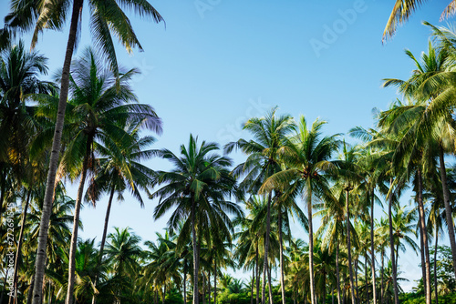 Coconut palm trees  beautiful tropical background  summer concept