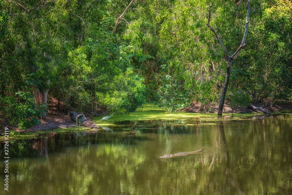 Tropical jungle and their inhabitants near Wangetti, Queensland, Australia Tropical jungle and their inhabitants near Wangetti, Queensland, Australia