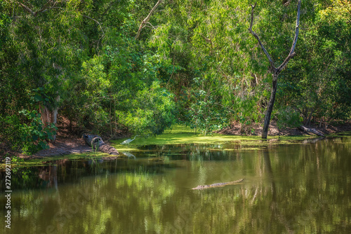 Tropical jungle and their inhabitants near Wangetti, Queensland, Australia