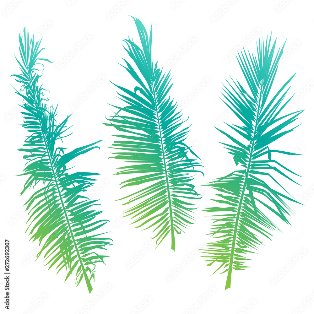 Fototapeta premium Palm tree branches on white background. Vector illustration.