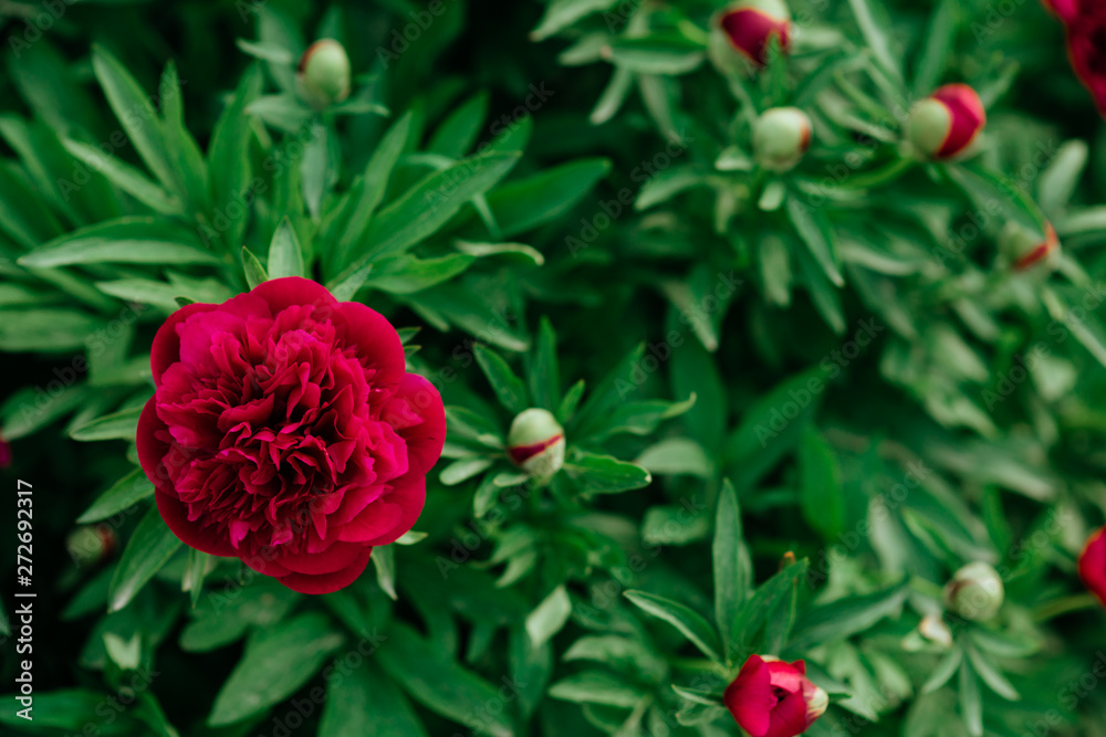 Pion. Spring concept. red flower for background Pion. Spring concept. red flower for background