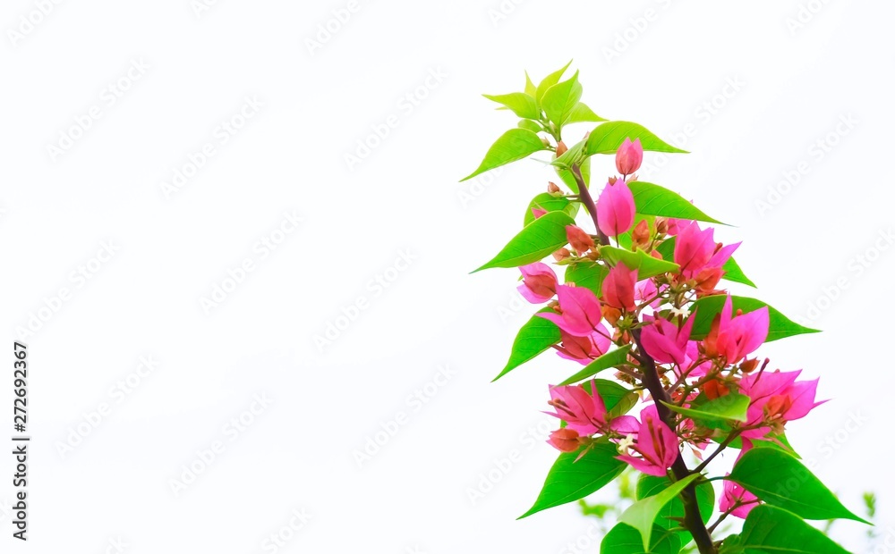 Pink Bougainvillea Flowers or Paper Flowers in Garden
