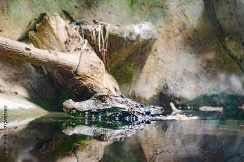 caiman putting its head out of the water