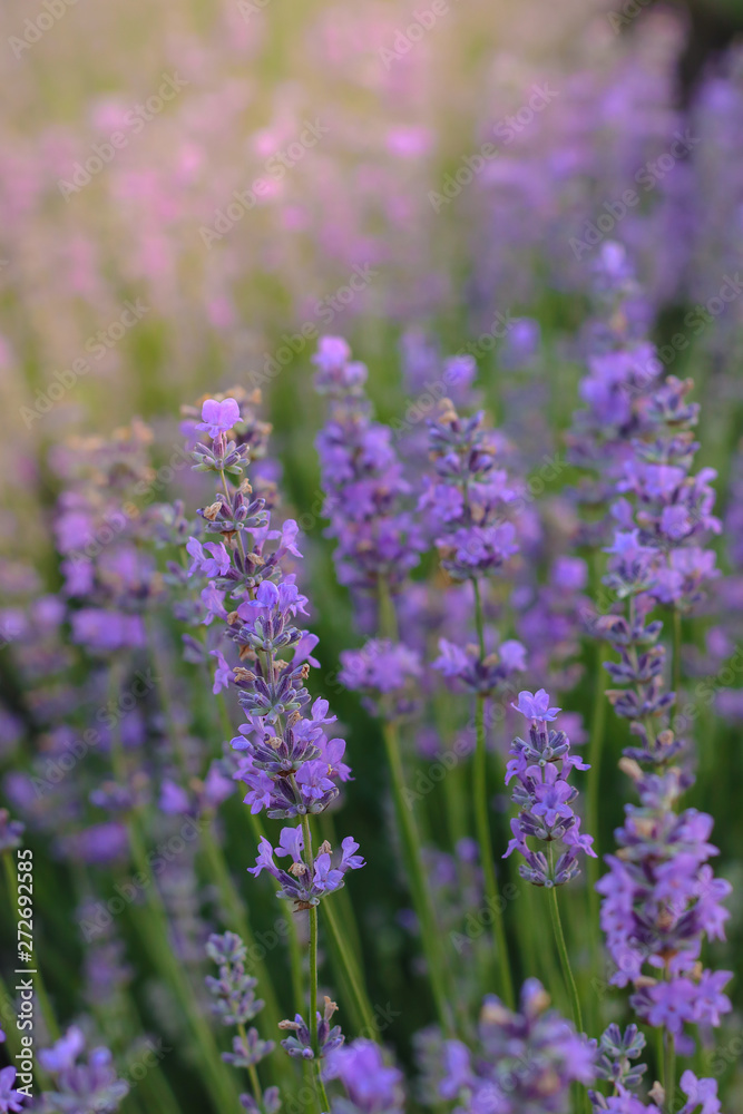 Beautiful blooming lavender flowers in garden, close up Beautiful blooming lavender flowers in garden, close up