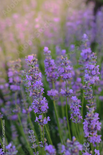  Beautiful blooming lavender flowers in garden, close up
