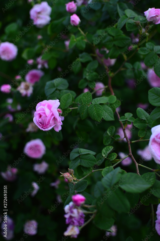 Fototapeta premium flower in the garden