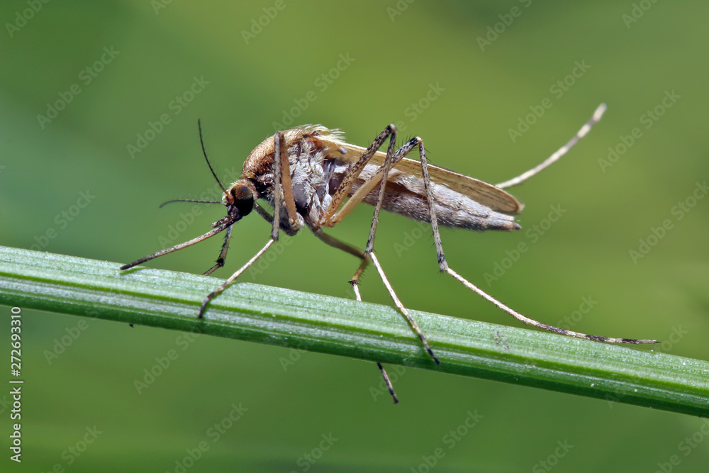 Mosquito resting on the grass. Male and female mosquitoes feed on nectar and plant juices, but many species of mosquitoes can suck the blood of animals. Mosquito resting on the grass. Male and female mosquitoes feed on nectar and plant juices, but many species of mosquitoes can suck the blood of animals.